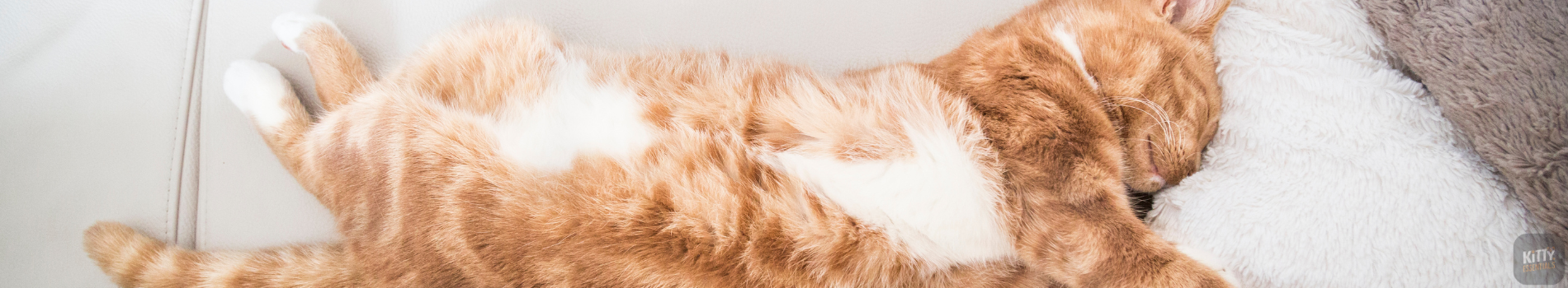 Cat sleeping in a comfortable bed