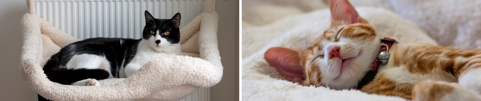 Hot Picks - Must-Have Essentials for Cat Lovers